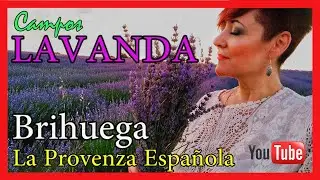 Campos Lavanda Brihuega La Provenza Española. Fotografía de Paisaje.