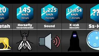 Comparison: Fastest things (in each kind)
