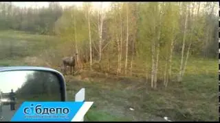 лось