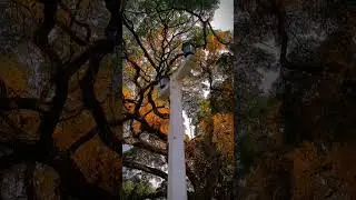 Blooming Pera 🌼🏵️ #kandy #medschoolvlog #universitylife #universityofperadeniya #peradeniya