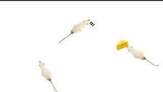 Cat Videos Catching Mice Cat Games