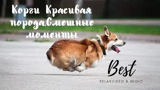 The Bestrelax Corgi is a beautiful breed. Funny moments.