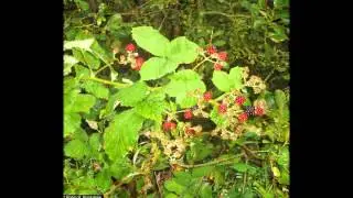 МАЛИНА  (RUBUS)  сем. Розоцветные