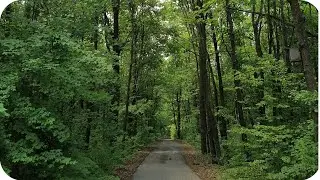 В Ліс у розвідку чи є 🍄 ГрИБи! Щось все ж таки знайшли! Ще по дорозі нарвали лікарських трав!🌿