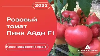 Розовый тома Пинк Айди