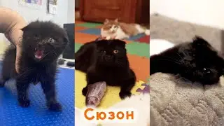 Сюзон