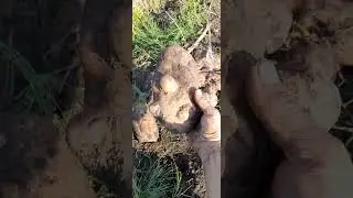 Картоха без прополки!