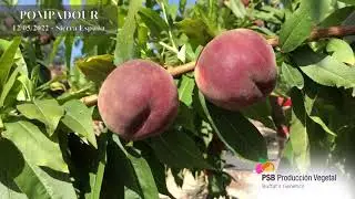 PSB POMBADOUR | BETA FİDAN