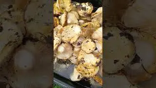 Мой Грибный сезон начался ура 😜подпишись лайк тюменская область