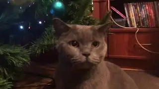 НАРЯЖАЕМ ЕЛКУ / КАК УКРАСИЛИ КОМНАТУ