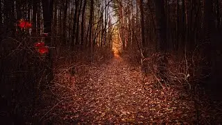 ASMR WALK UHD 60 FPS