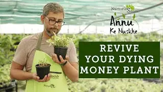Revive Your Dying Money Plants With These Simple Tips