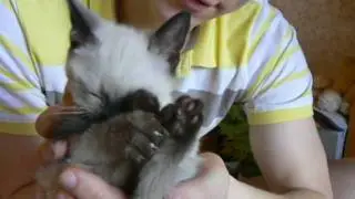 Котёнок - маленкий комочек