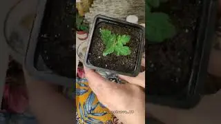 Полезное про томаты 