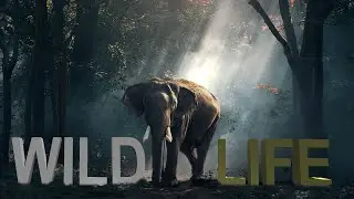 Wildlife | Free Nature animals Videos | No copyright video  |  Royalty free nature videos