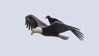 Shot on iPhone meme (Not Clickbait)