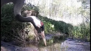 Żurawie