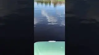 Лодка. Река Оредеж. Рождествено. (8)