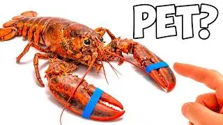 I Bought a Grocery Store Lobster to Keep as a Pet...