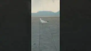 #pigeon