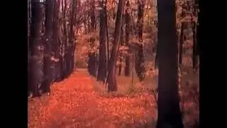 Владислав Стржельчик — 