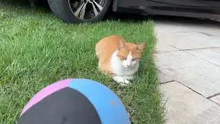 MINHA IRMÃZINHA BRINCOU COM A JULLY HOJE E EU GRAVEI TUDO! 