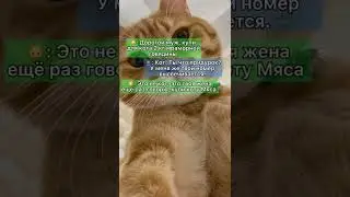 Хитрый кот 🐱