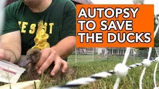 Duck Autopsy and More Sick Ducks