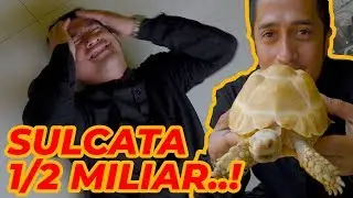 SHOCK TAU ADA SULCATA 1/2 MILIAR..! | feat. @hokytorino