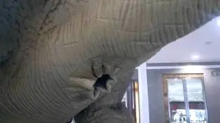 Triceratops Dinosaur  Anal Sphincter at Abu Dhabi Mall