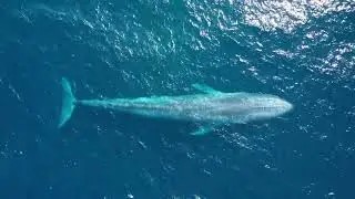 Pygmy blue whales in the Ombai-Wetar Strait