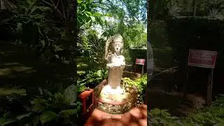 #Cenote Xcajum en Mérida Yucatan Dzitas