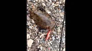 Σουπιά (Cuttlefish)
