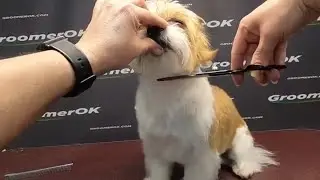 Shih Tzu Grooming