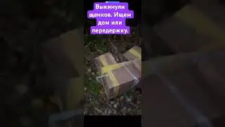 В октябре 2023 в холод выкинули 4 щенков ((( Сейчас малышам 4,5 месяца, привиты, ищем дом🙏❤️