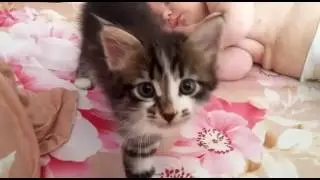 Пока Лучик спит, Гаврюша его изучает.