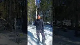 Меня сравнивают с муравьем. 