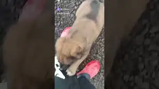 Бурундучок нашёл дом и новых маму и папу!# щеноквдобрыеруки