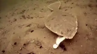 summer flounder / fluke fishing .underwater camera view. fishing gulp on the triple bucktail rig