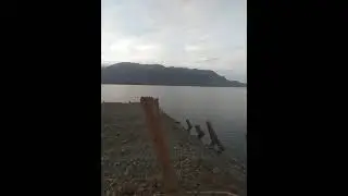 cara melepas tongkang dari jetty
