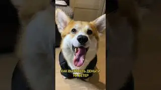 КАК ВЫКИНУТЬ ДЕНЬГИ НА ВЕТЕР #корги #коргиспб #коргипемброк