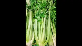 Grow Celery at Home