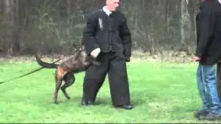 Boris Doeze - KNPV Dutch Shepherd