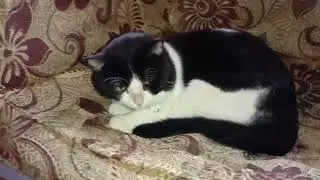 Kucing Cantik Abis Mandi Nihh