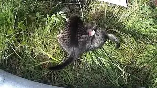 Дачные истории: Жизнь кошачья