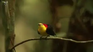 Wire-tailed Manakin Courtship Display