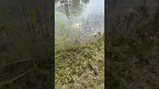 Frosch...blub, blub, blub #nature #frosch #lurch #schwimmteich #teich #teichreinigung #garten #job
