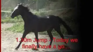 The 1.30m (4ft 3in)  Jump - Deb & Romero