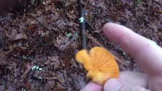 Orange mock oyster mushroom?