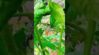 Hornworm | Wasp Eggs | Tomato Plant Damage | Short